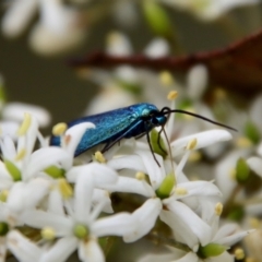 Pollanisus viridipulverulenta at Mongarlowe, NSW - suppressed