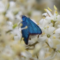 Pollanisus viridipulverulenta at Mongarlowe, NSW - suppressed