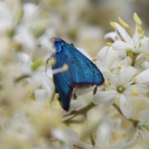 Pollanisus viridipulverulenta at Mongarlowe, NSW - suppressed