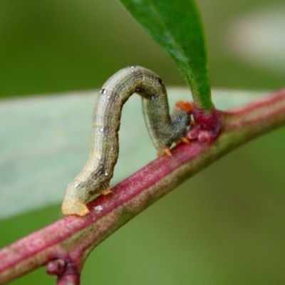 Geometridae (family) IMMATURE at Mongarlowe, NSW - 27 Feb 2022 by LisaH