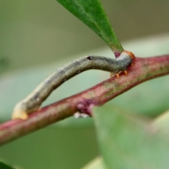 Geometridae (family) IMMATURE at Mongarlowe, NSW - suppressed