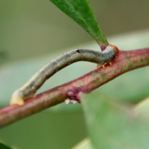 Geometridae (family) IMMATURE at Mongarlowe, NSW - suppressed