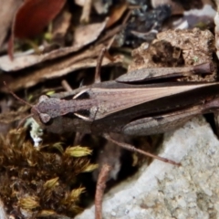 Cryptobothrus chrysophorus (Golden Bandwing) at QPRC LGA - 27 Feb 2022 by LisaH