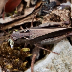 Cryptobothrus chrysophorus at Mongarlowe, NSW - suppressed