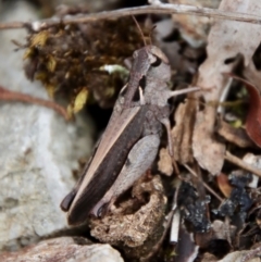 Cryptobothrus chrysophorus at Mongarlowe, NSW - suppressed