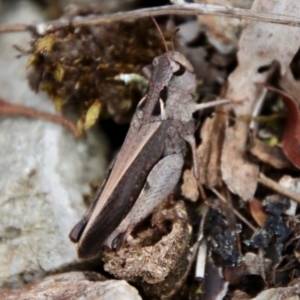 Cryptobothrus chrysophorus at Mongarlowe, NSW - suppressed