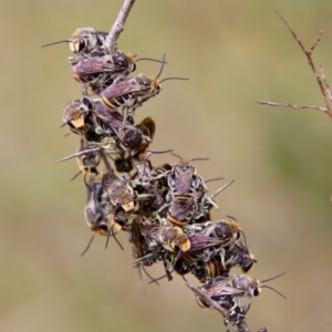 Lipotriches (Austronomia) australica at Mongarlowe, NSW - suppressed