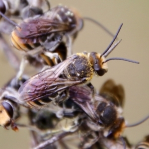 Lipotriches (Austronomia) australica at Mongarlowe, NSW - suppressed