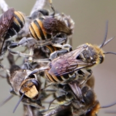 Lipotriches (Austronomia) australica at Mongarlowe, NSW - suppressed