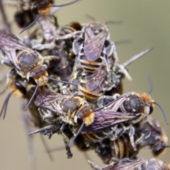 Lipotriches (Austronomia) australica at Mongarlowe, NSW - suppressed