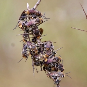 Lipotriches (Austronomia) australica at Mongarlowe, NSW - suppressed