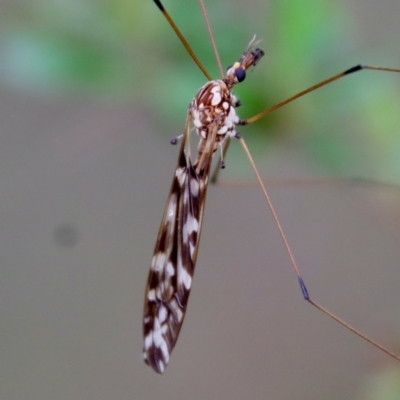 Ischnotoma (Ischnotoma) eburnea (A Crane Fly) at QPRC LGA - 27 Feb 2022 by LisaH