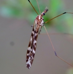 Ischnotoma (Ischnotoma) eburnea (A Crane Fly) at Mongarlowe River - 27 Feb 2022 by LisaH