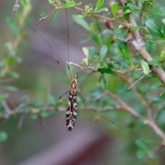 Ischnotoma (Ischnotoma) eburnea at Mongarlowe, NSW - suppressed