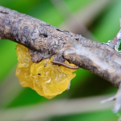 Tremella mesenterica (Witch's Butter or Yellow Brain) at QPRC LGA - 27 Feb 2022 by LisaH