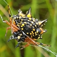 Austracantha minax (Christmas Spider, Jewel Spider) at Marlo, VIC - 26 Feb 2022 by drakes