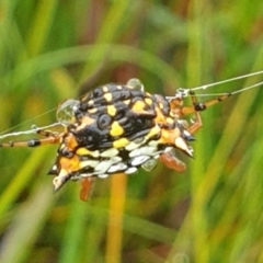 Austracantha minax at Marlo, VIC - 26 Feb 2022 04:42 PM