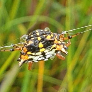 Austracantha minax at Marlo, VIC - 26 Feb 2022 04:42 PM