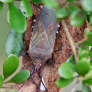 Amorbus sp. (genus) at Mongarlowe, NSW - 27 Feb 2022