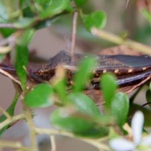 Amorbus sp. (genus) at Mongarlowe, NSW - 27 Feb 2022