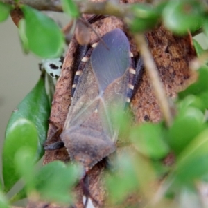 Amorbus sp. (genus) at Mongarlowe, NSW - 27 Feb 2022