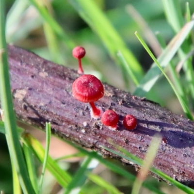 Cruentomycena viscidocruenta (Ruby Mycena) at QPRC LGA - 27 Feb 2022 by LisaH