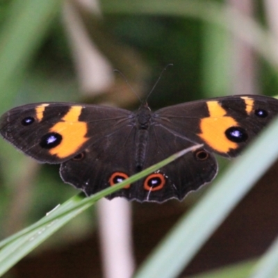 Tisiphone abeona (Varied Sword-grass Brown) at Cabbage Tree Creek, VIC - 27 Feb 2022 by drakes