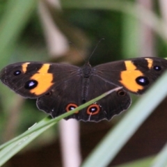 Unidentified Nymph (Nymphalidae) (TBC) at Cabbage Tree Creek, VIC - 27 Feb 2022 by drakes