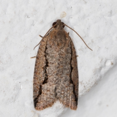 Meritastis undescribed species (A Tortricid moth) at Melba, ACT - 3 Jan 2022 by kasiaaus