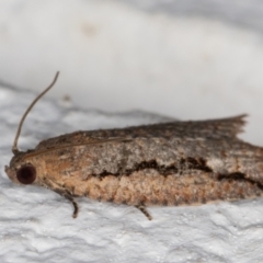 Meritastis undescribed species at Melba, ACT - 3 Jan 2022