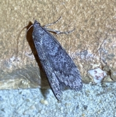 Heteromicta pachytera (Galleriinae subfamily moth) at Jerrabomberra, NSW - 27 Feb 2022 by Steve_Bok