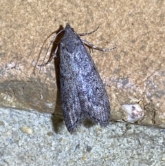 Heteromicta pachytera at Jerrabomberra, NSW - suppressed