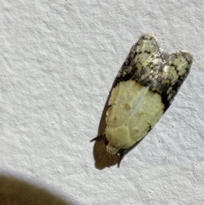 Tracholena sulfurosa (A tortrix moth) at Jerrabomberra, NSW - 27 Feb 2022 by SteveBorkowskis