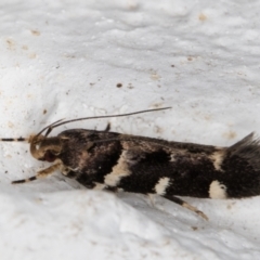 Macrobathra leucopeda (A Gelechioid moth) at Melba, ACT - 3 Jan 2022 by kasiaaus