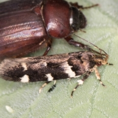 Macrobathra leucopeda at Melba, ACT - 3 Jan 2022