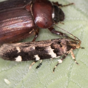 Macrobathra leucopeda at Melba, ACT - 3 Jan 2022 11:24 PM