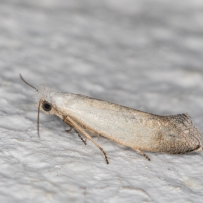 Unplaced monopthalma (A Clothes moth (Tineidae)) at Melba, ACT - 3 Jan 2022 by kasiaaus