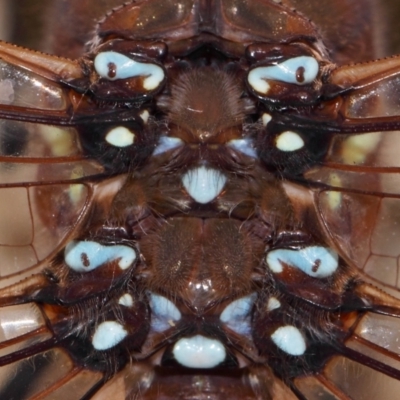 Adversaeschna brevistyla (Blue-spotted Hawker) at Evatt, ACT - 14 Feb 2015 by TimL