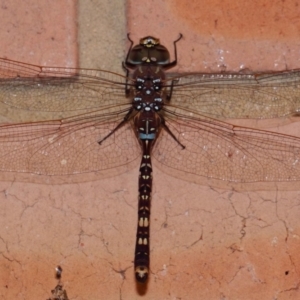 Adversaeschna brevistyla at Evatt, ACT - 15 Feb 2015 07:14 AM