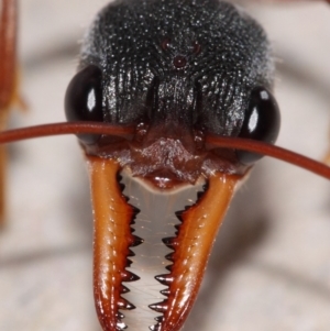 Myrmecia nigriceps at Evatt, ACT - 1 Mar 2015