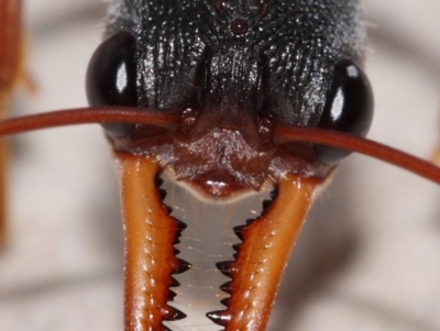 Myrmecia nigriceps (Black-headed bull ant) at Evatt, ACT - 28 Feb 2015 by TimL