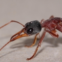 Myrmecia nigriceps at Evatt, ACT - 1 Mar 2015 06:57 AM