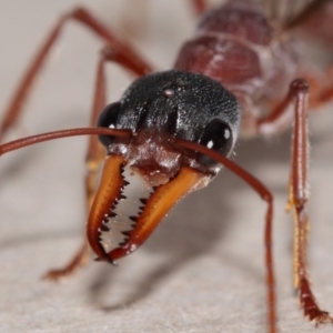 Myrmecia nigriceps at Evatt, ACT - 1 Mar 2015 06:57 AM