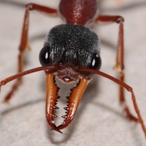 Myrmecia nigriceps at Evatt, ACT - 1 Mar 2015 06:57 AM