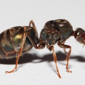 Iridomyrmex purpureus at Evatt, ACT - 22 Mar 2017 02:51 PM