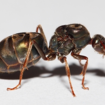 Iridomyrmex purpureus (Meat Ant) at Evatt, ACT - 22 Mar 2017 by TimL