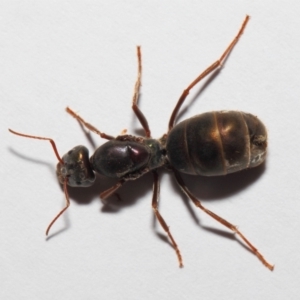 Iridomyrmex purpureus at Evatt, ACT - 22 Mar 2017 02:51 PM