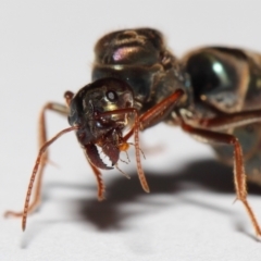 Iridomyrmex purpureus at Evatt, ACT - 22 Mar 2017