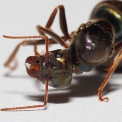 Iridomyrmex purpureus at Evatt, ACT - 22 Mar 2017 02:51 PM