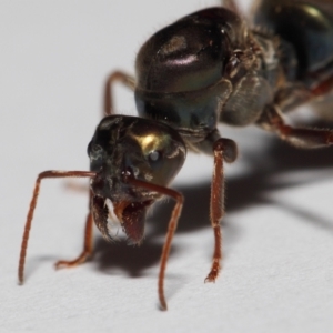 Iridomyrmex purpureus at Evatt, ACT - 22 Mar 2017